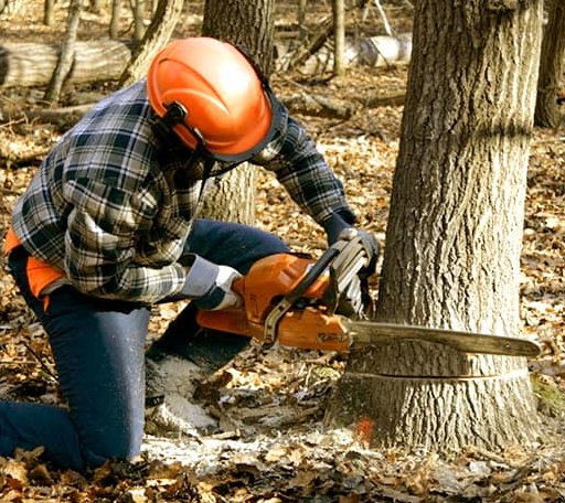 Tree Removal in Carver, MA